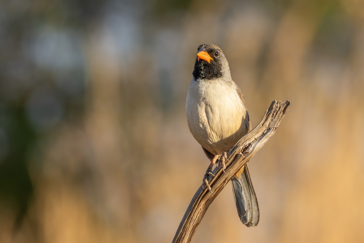 Black-throated Saltator - ML643074870