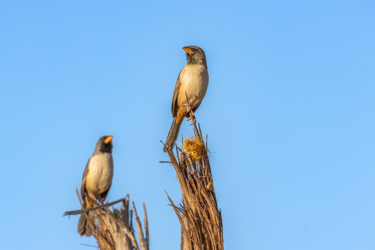 Black-throated Saltator - ML643074871