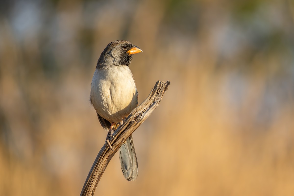 Black-throated Saltator - ML643074872