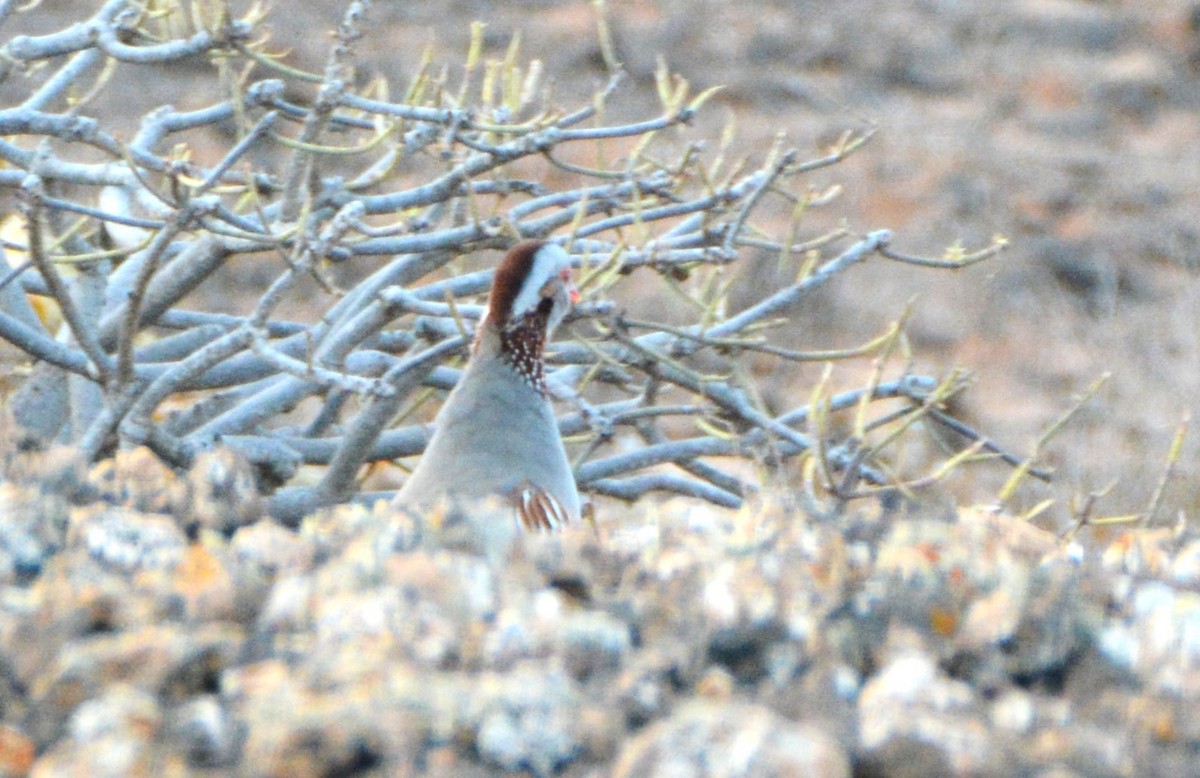 Barbary Partridge - ML643074877