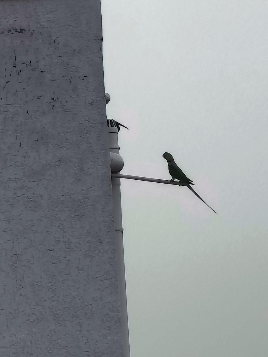 Alexandrine Parakeet - ML643074880