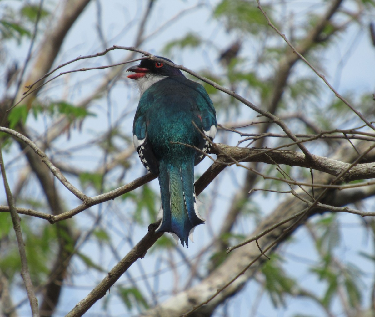 Cuban Trogon - ML643074892