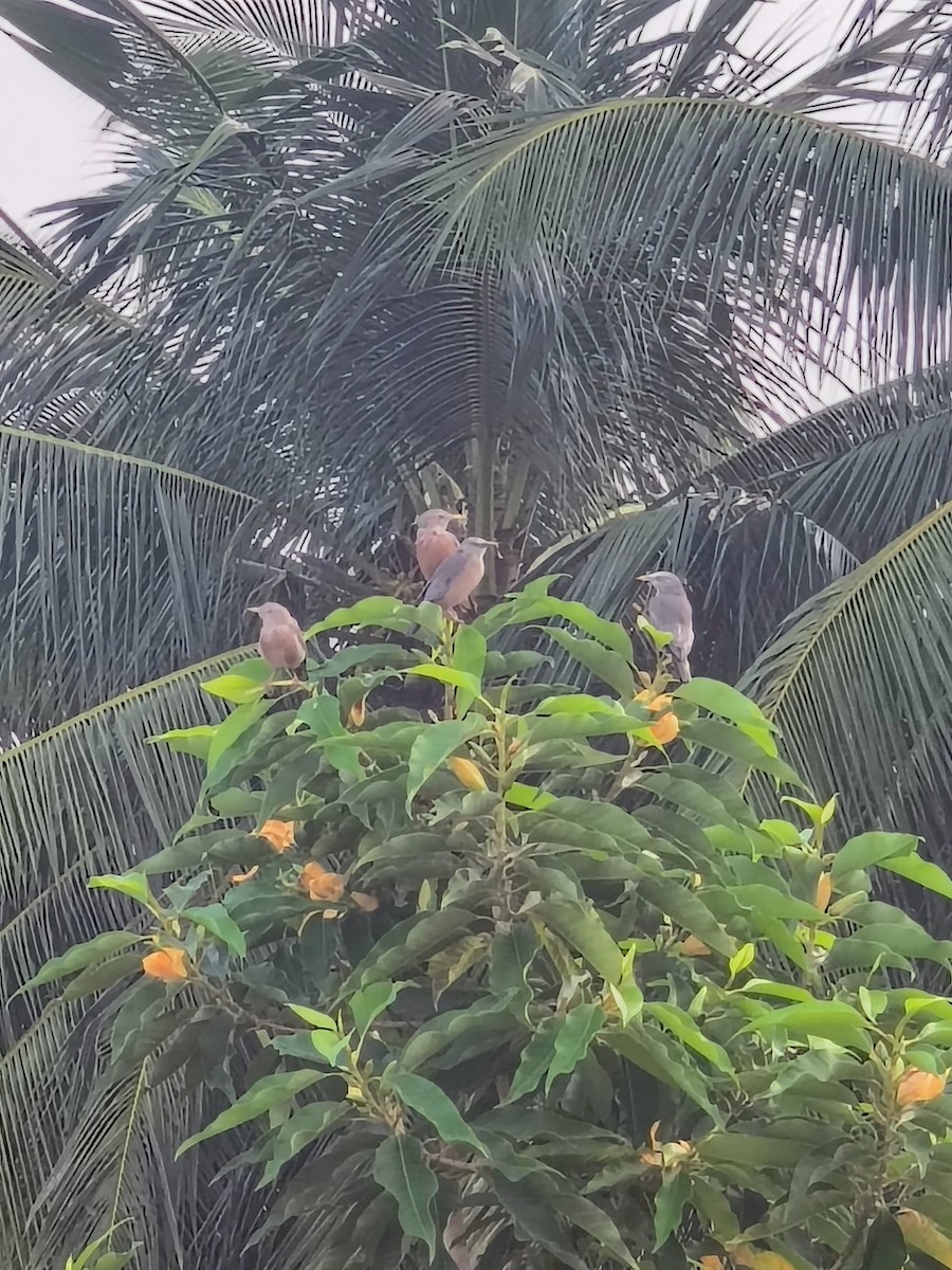 Chestnut-tailed Starling - ML643074895