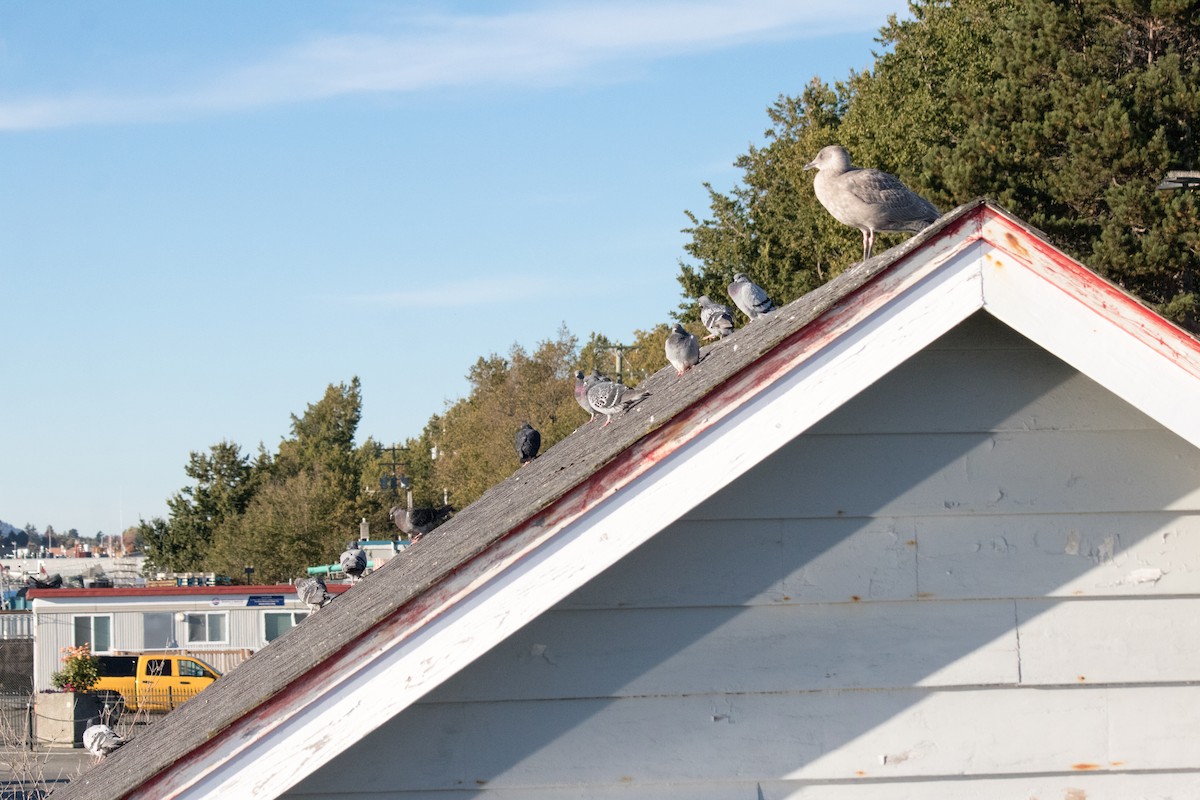 Rock Pigeon (Feral Pigeon) - ML643074912