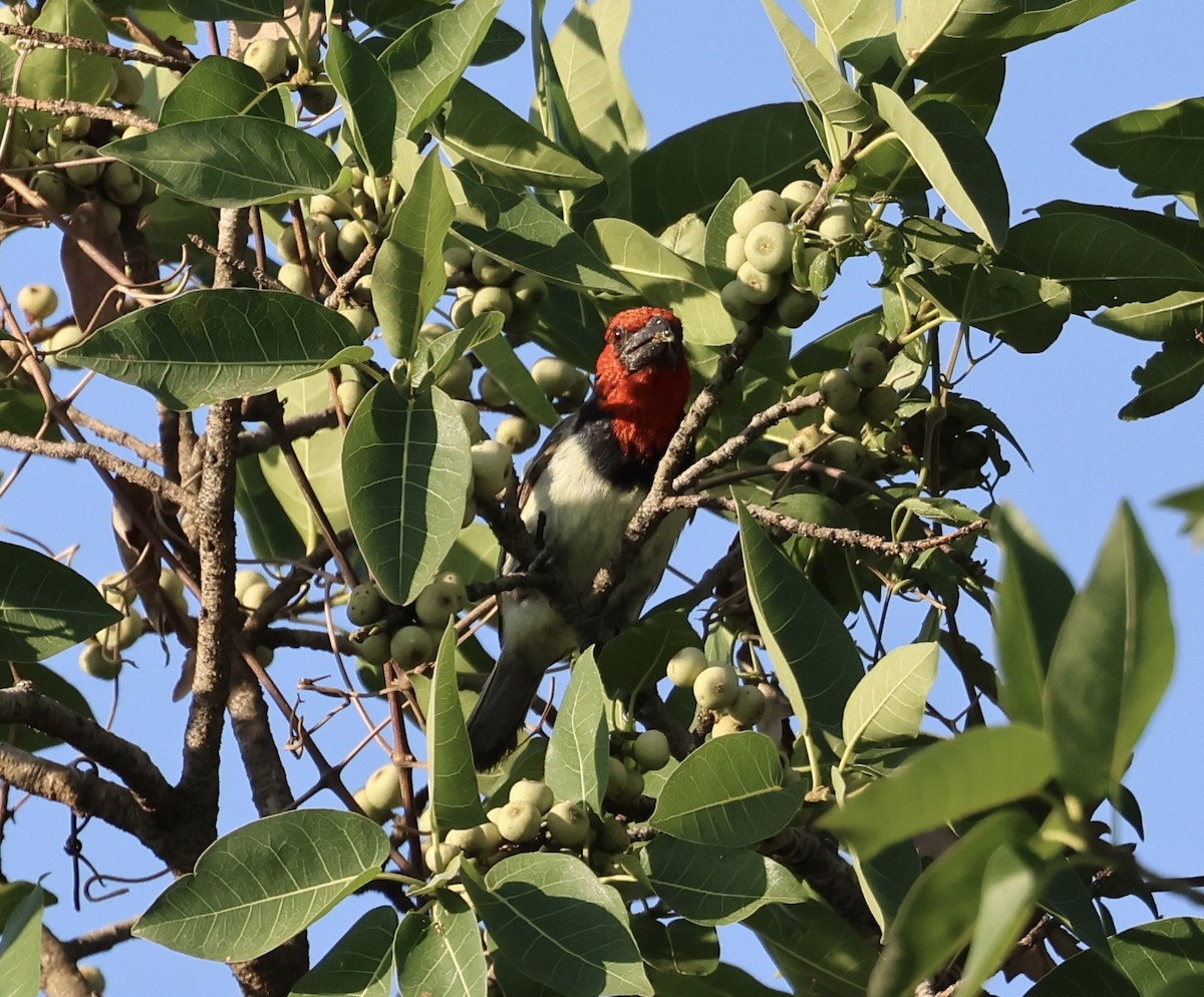 Black-collared Barbet - ML643074915