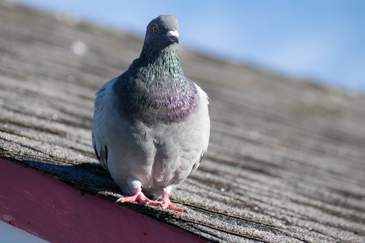 Rock Pigeon (Feral Pigeon) - ML643074918