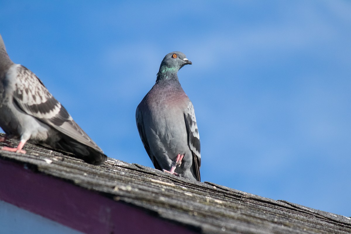 Rock Pigeon (Feral Pigeon) - ML643074919