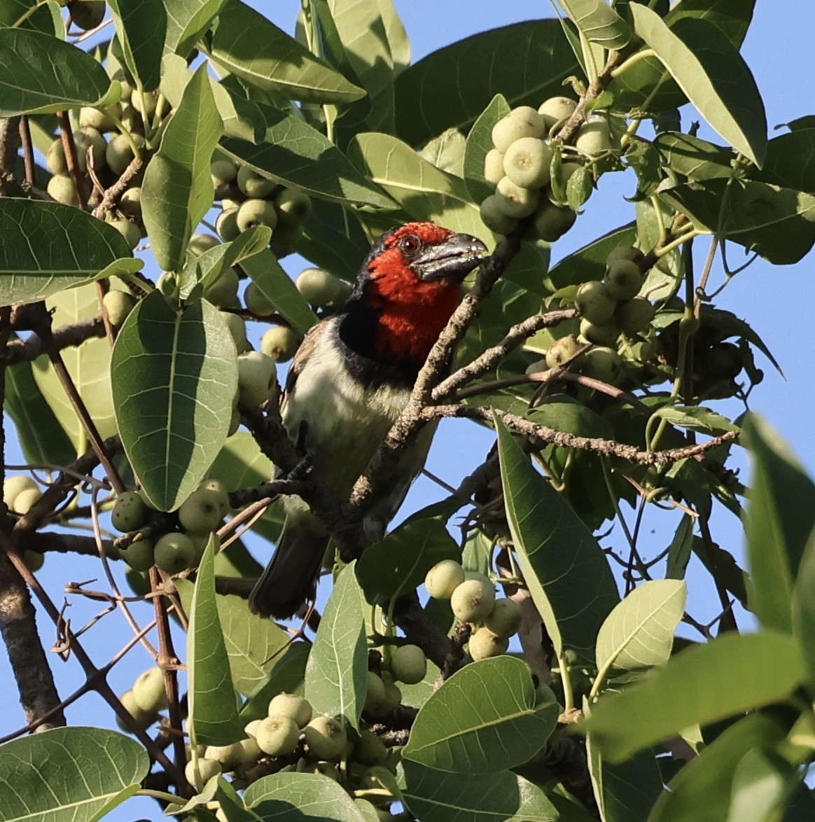 Black-collared Barbet - ML643074922