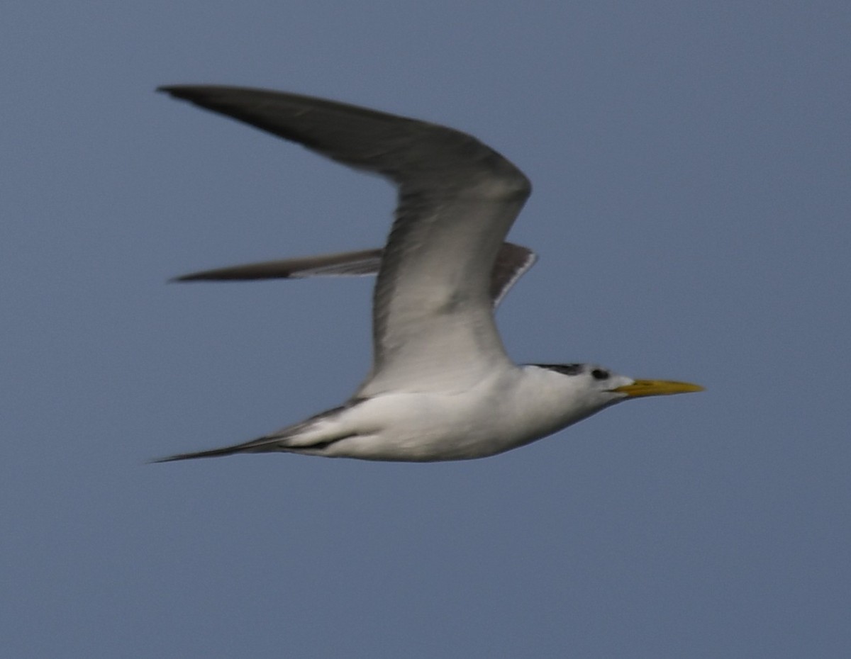 Great Crested Tern - Mohanan Choron