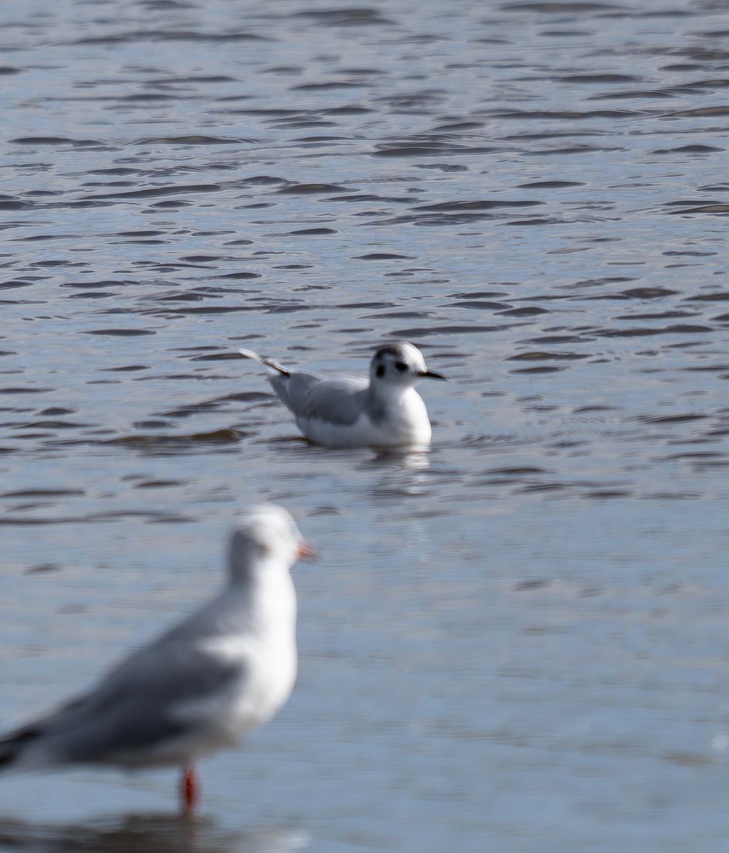 Little Gull - ML643074947