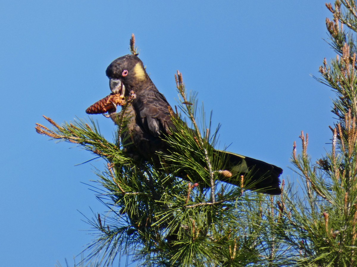 Yellow-tailed Black-Cockatoo - ML643074949
