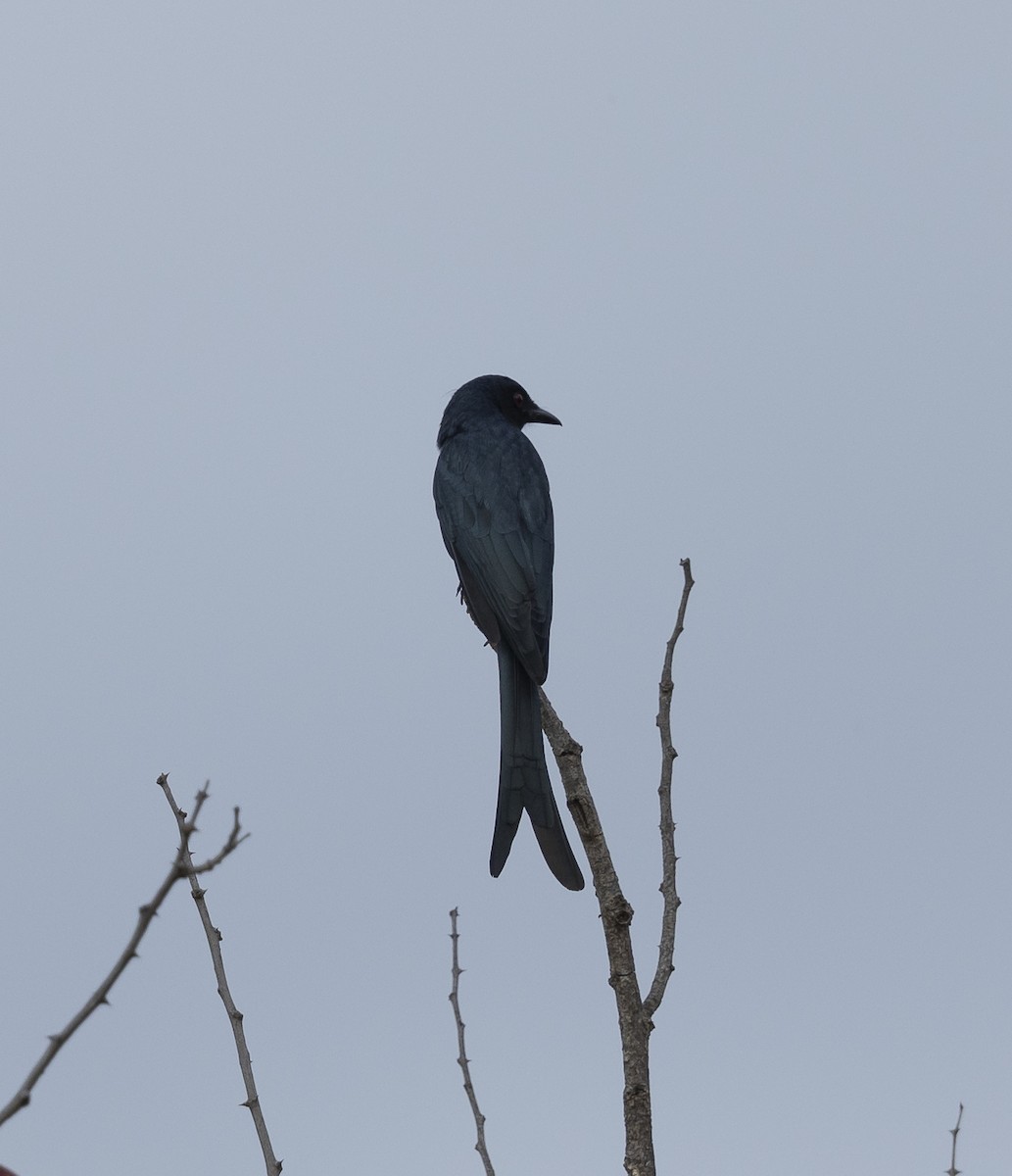 askedrongo - ML643074973