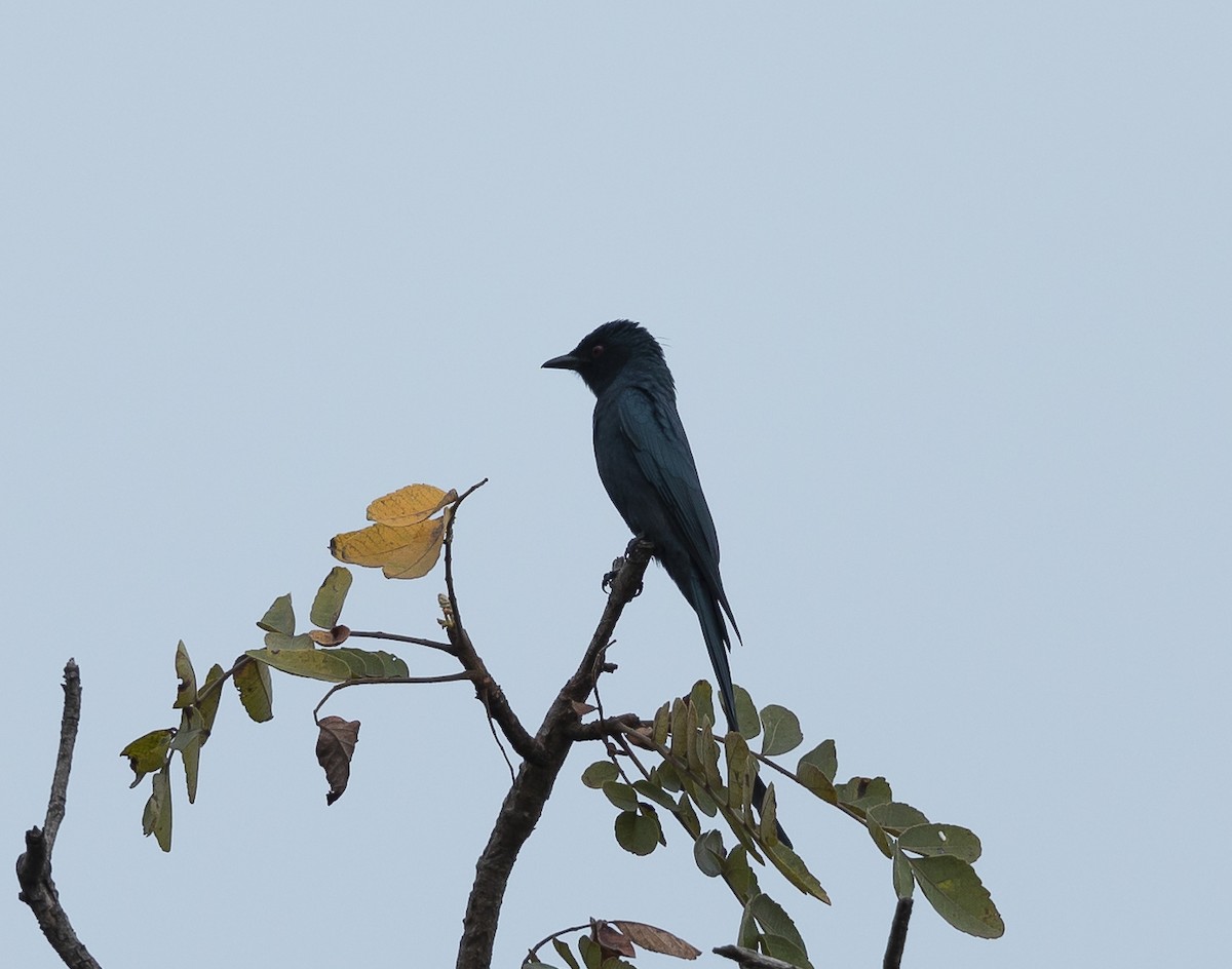 askedrongo - ML643074974