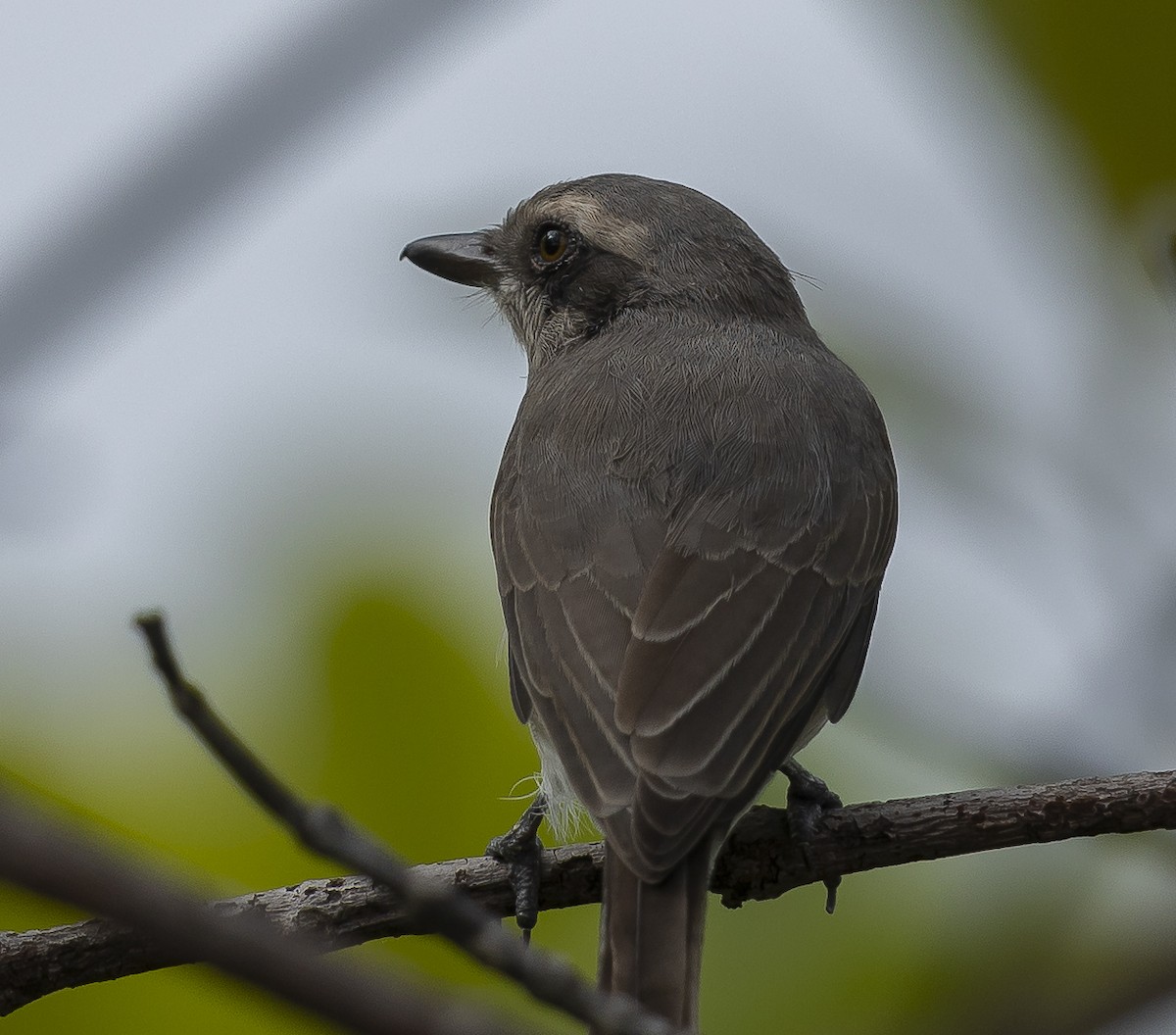 Common Woodshrike - ML643074997