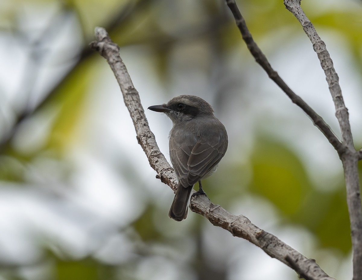 Common Woodshrike - ML643074998