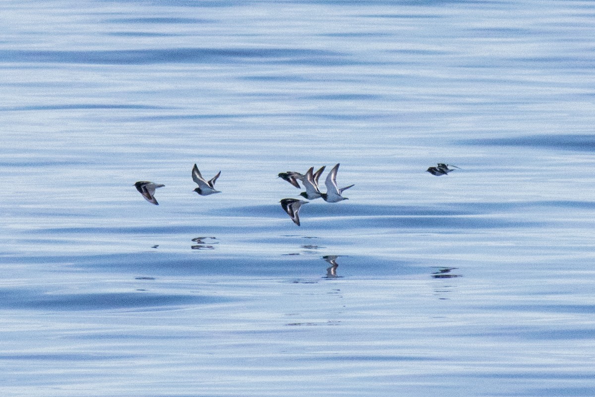 Black Turnstone - ML643074999