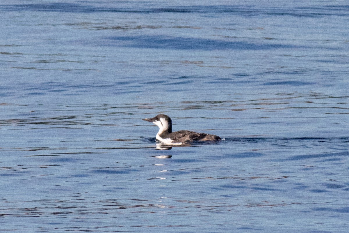 Common Murre - ML643075022