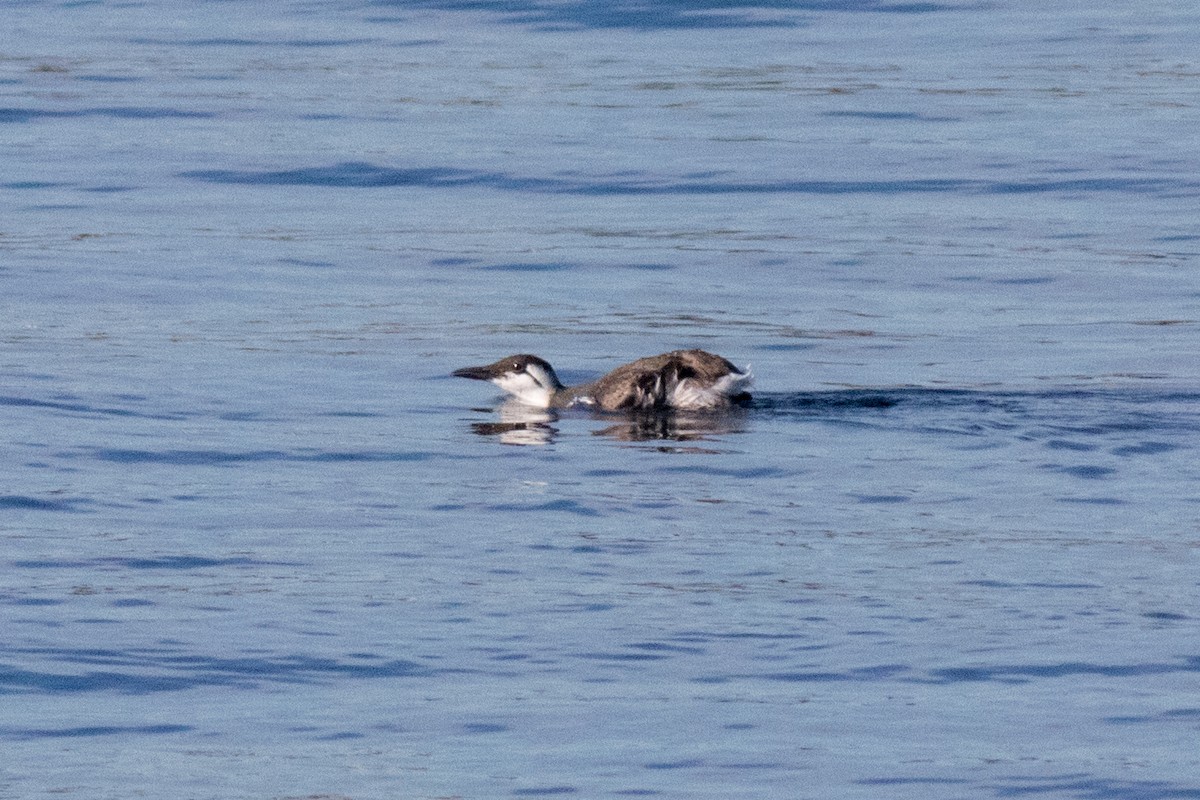 Common Murre - ML643075024