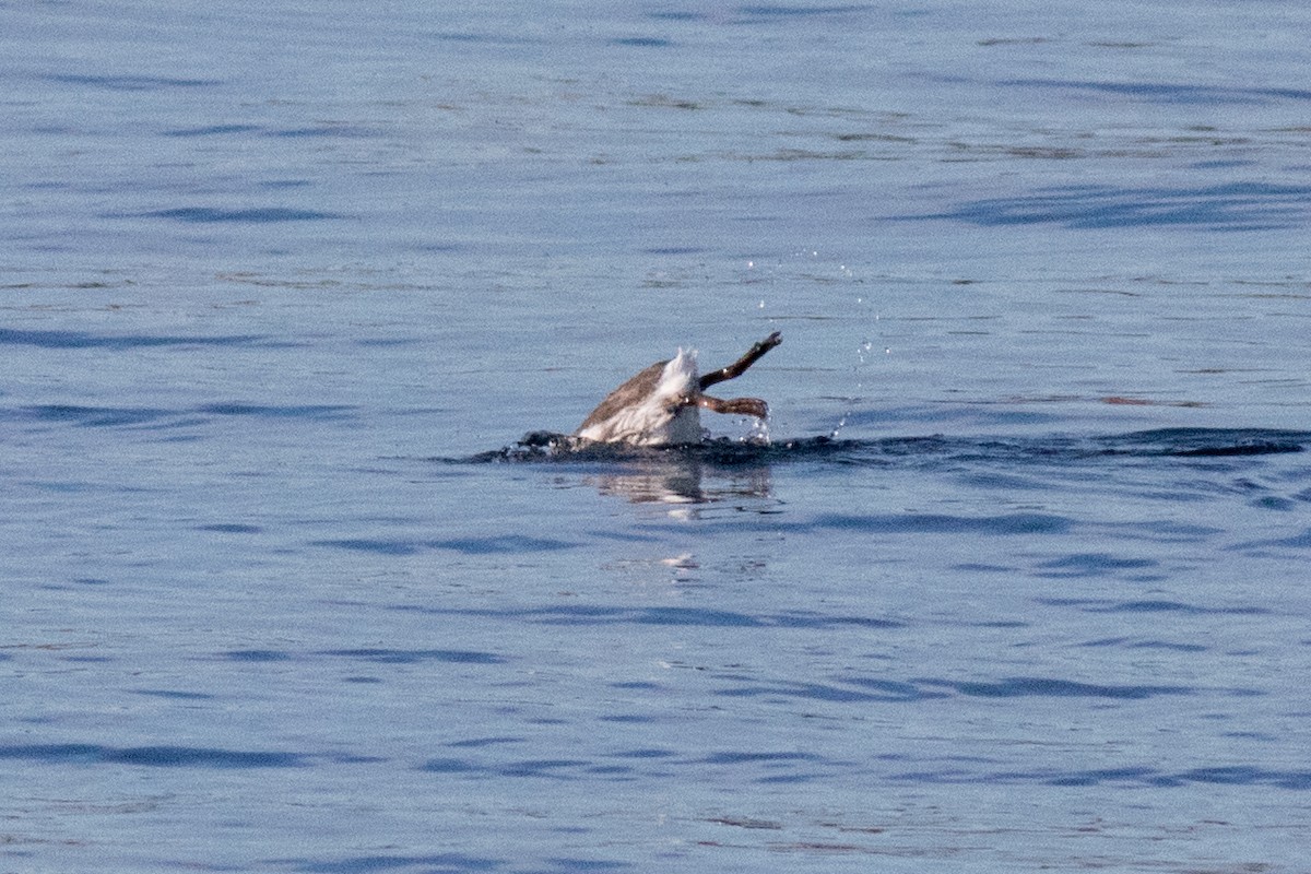 Common Murre - ML643075025