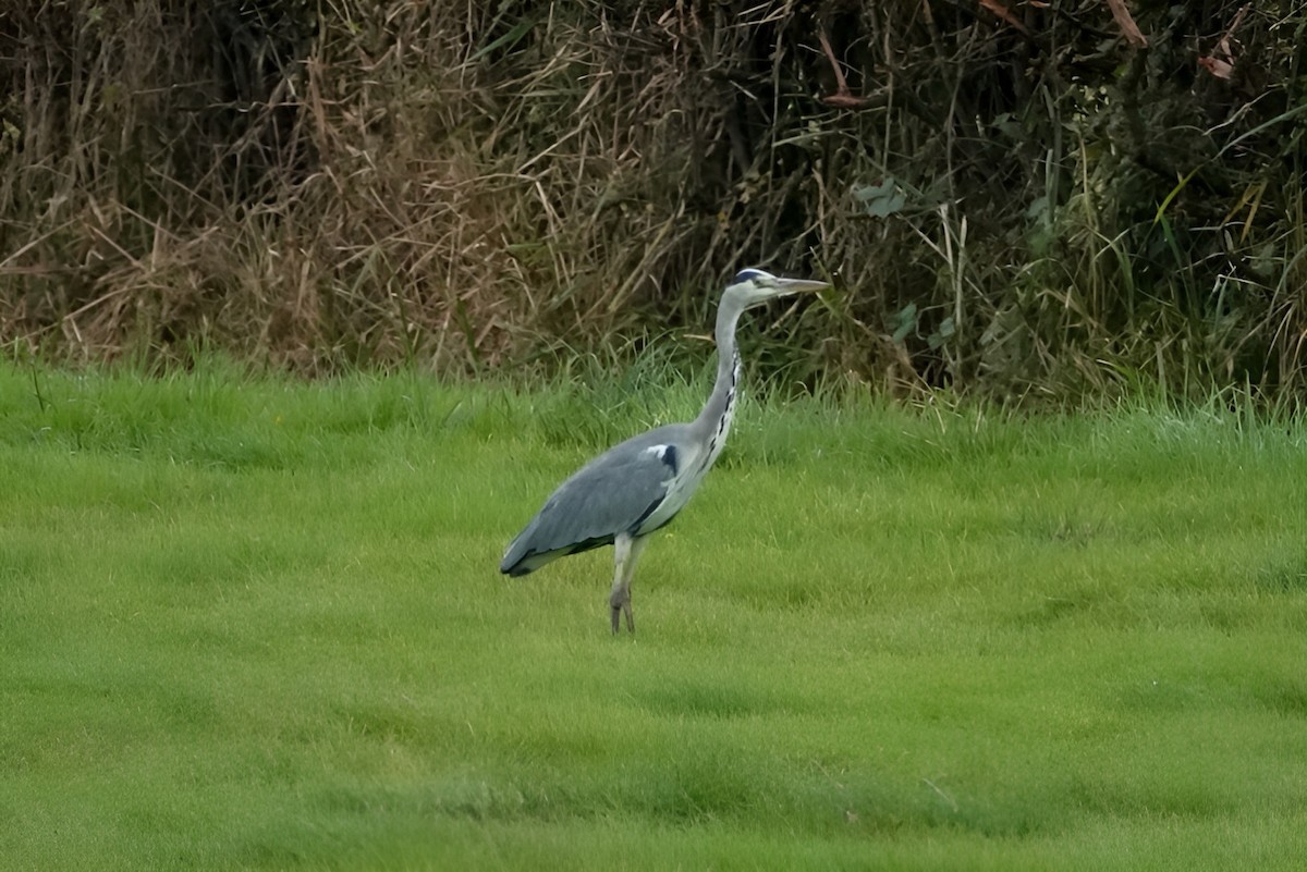 Серая цапля - ML643075040