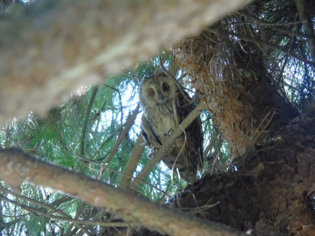 Long-eared Owl - ML643075044