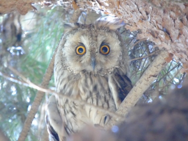 Long-eared Owl - ML643075045