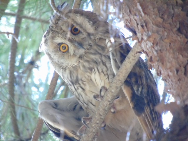 Long-eared Owl - ML643075046