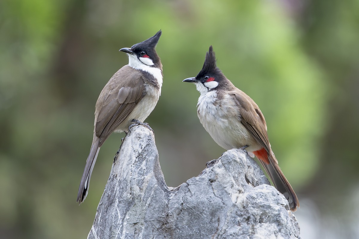 Red-whiskered Bulbul - ML643075053