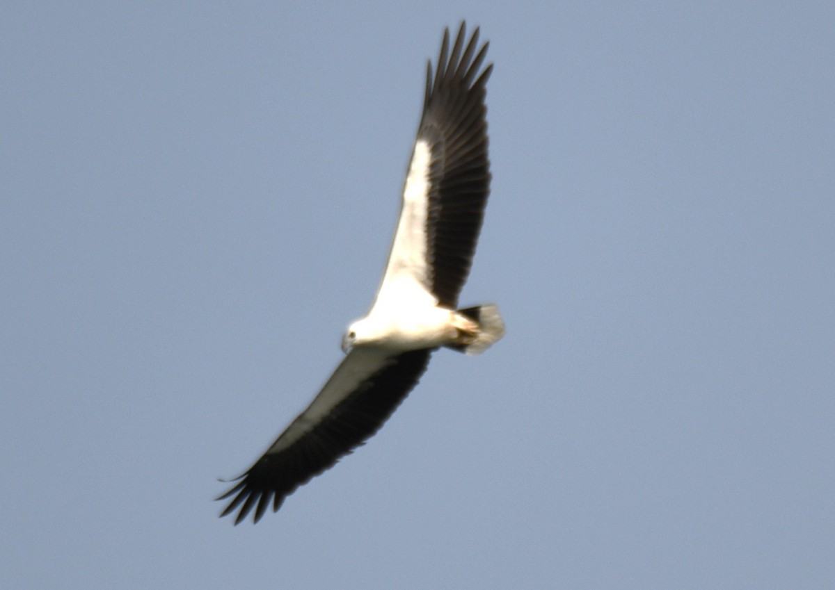 White-bellied Sea-Eagle - ML643075082