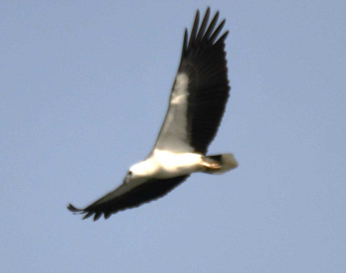 White-bellied Sea-Eagle - ML643075083