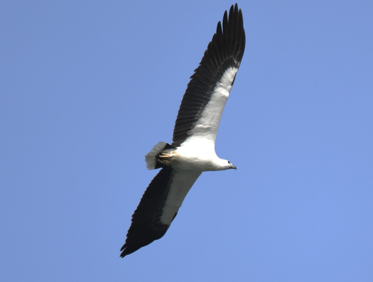 White-bellied Sea-Eagle - ML643075087
