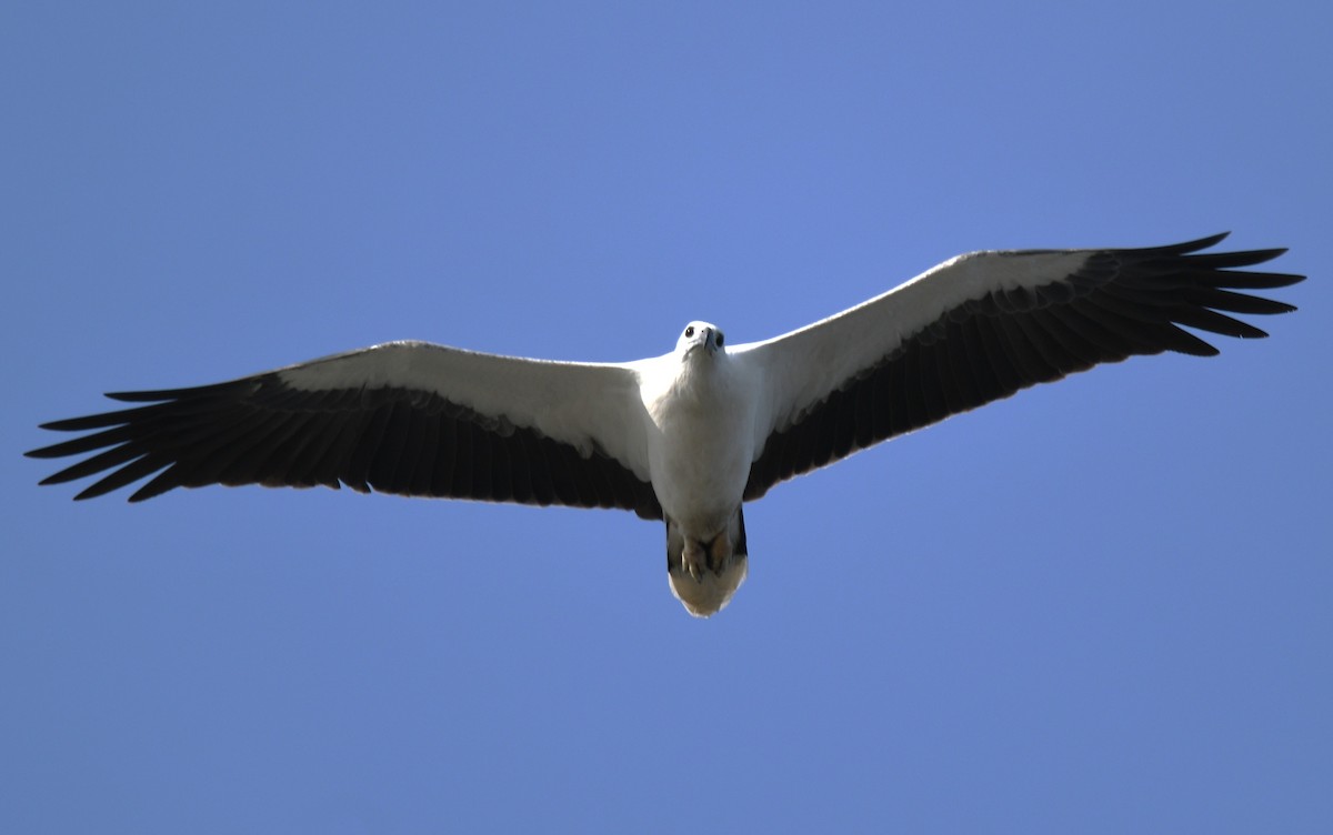 White-bellied Sea-Eagle - ML643075088