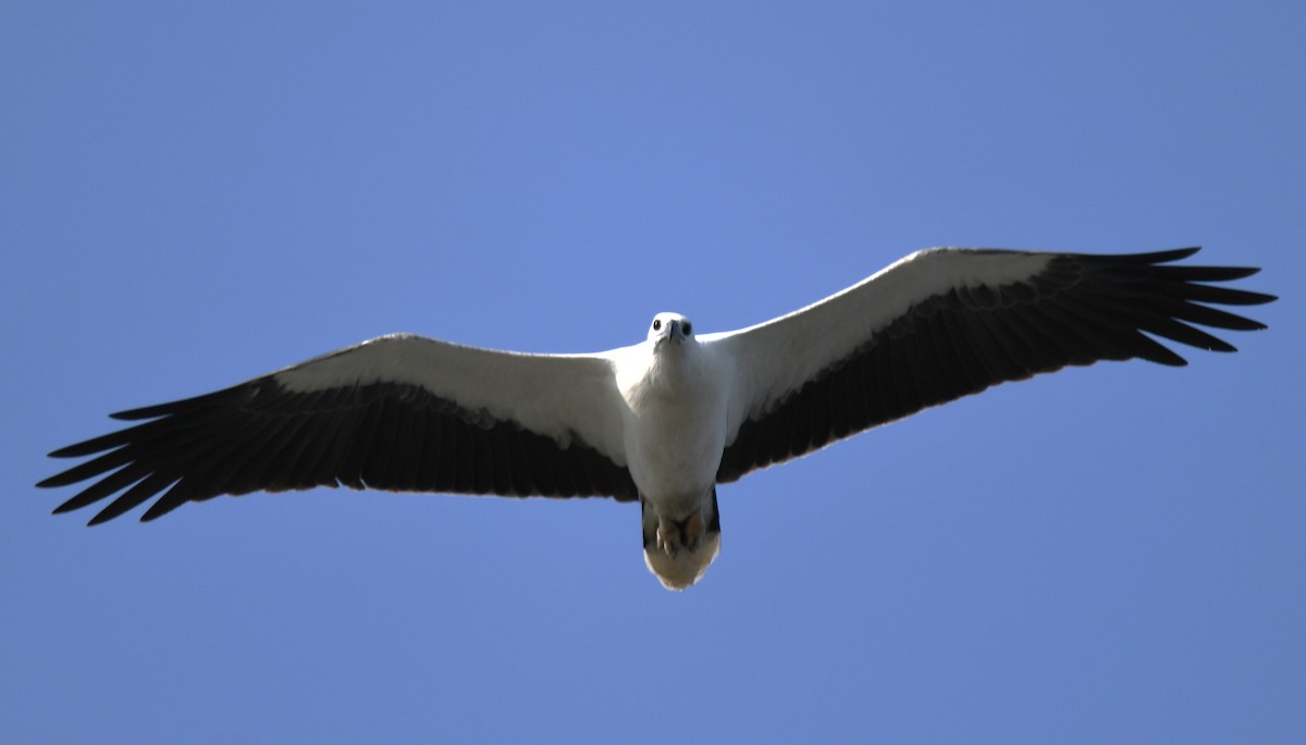 White-bellied Sea-Eagle - ML643075091