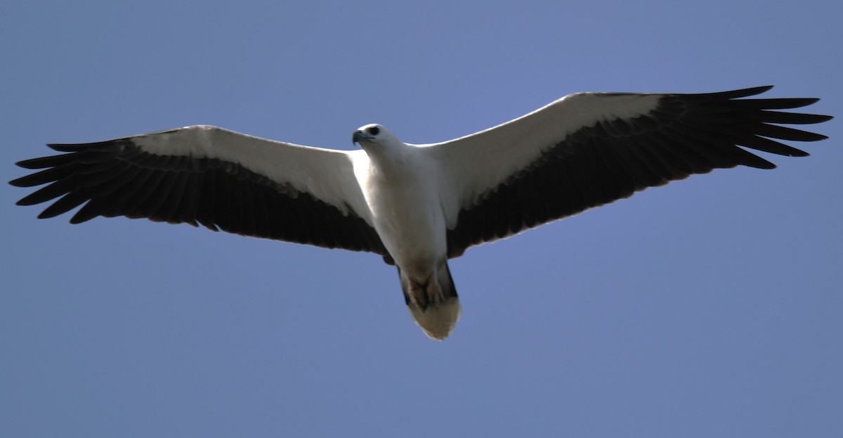White-bellied Sea-Eagle - ML643075097