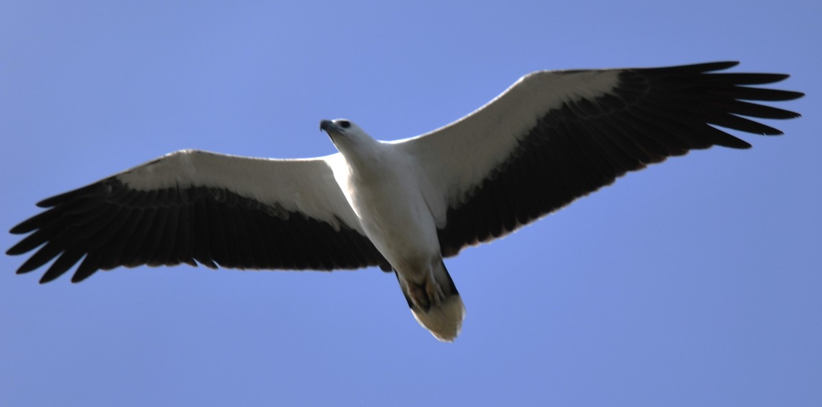 White-bellied Sea-Eagle - ML643075099