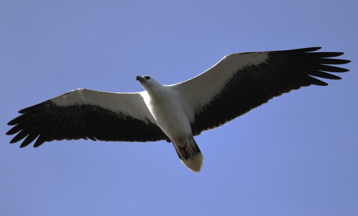 White-bellied Sea-Eagle - ML643075101