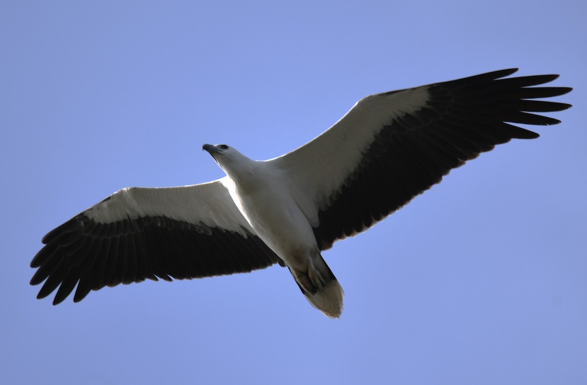 White-bellied Sea-Eagle - ML643075103