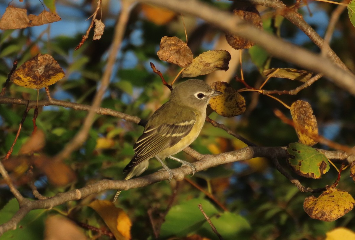 Blue-headed Vireo - ML643075121