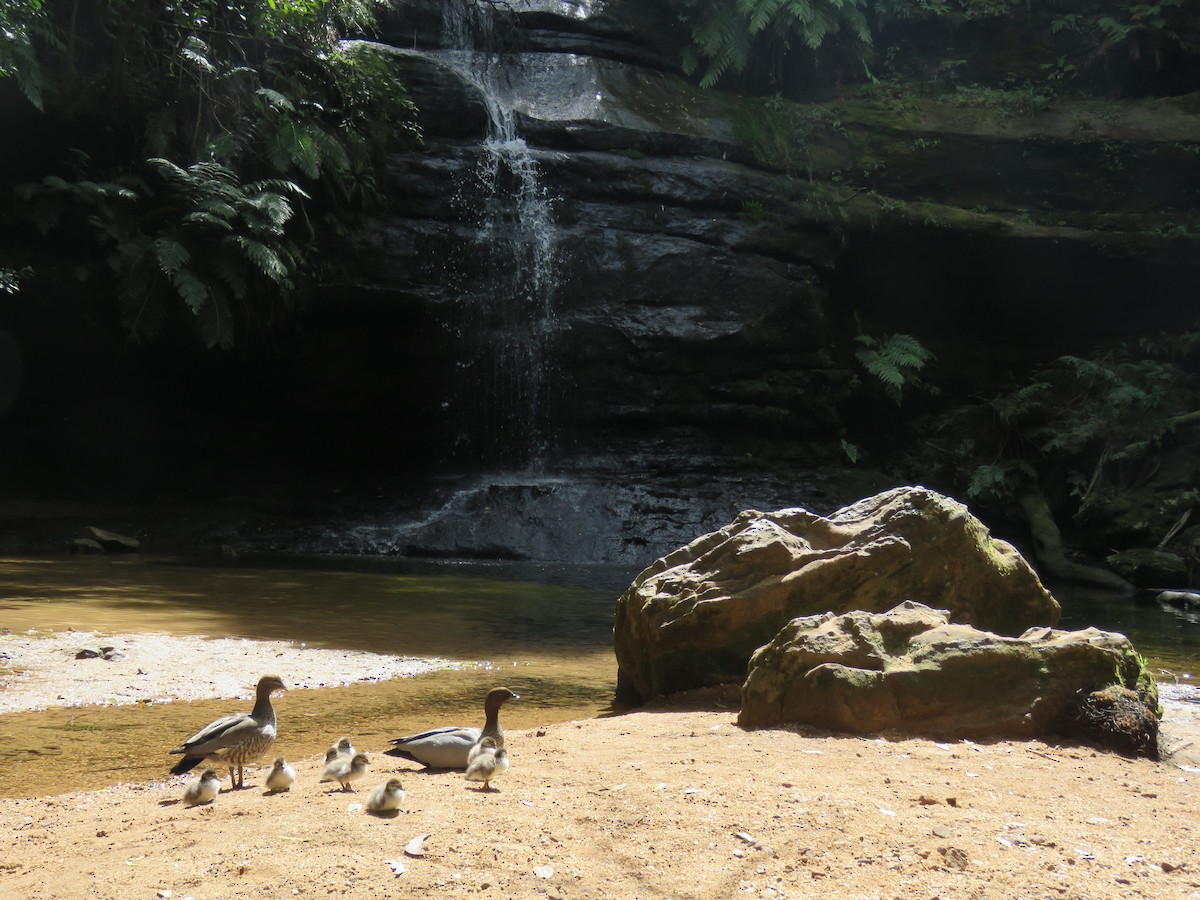 Maned Duck - ML643075123