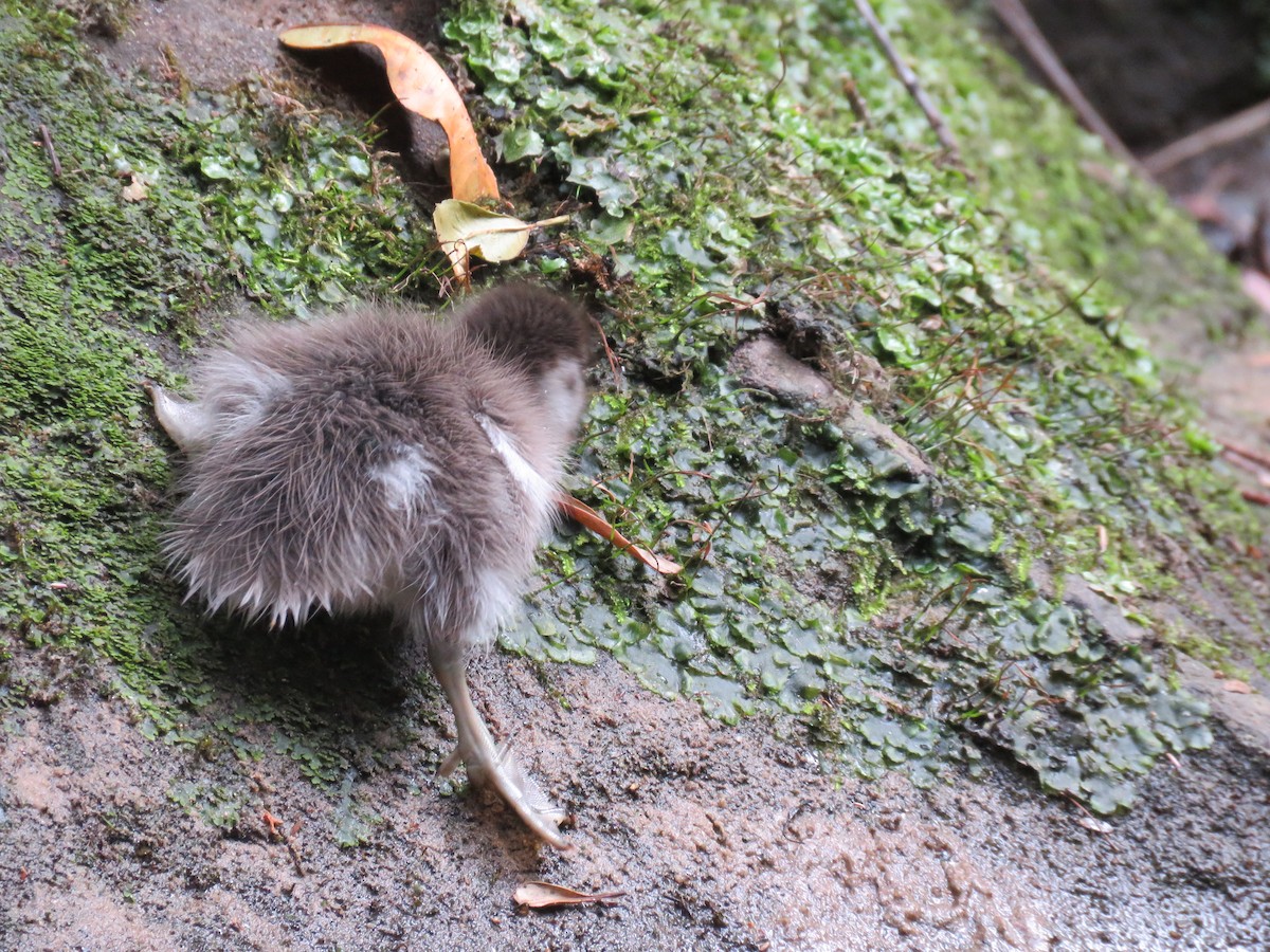 Maned Duck - ML643075124