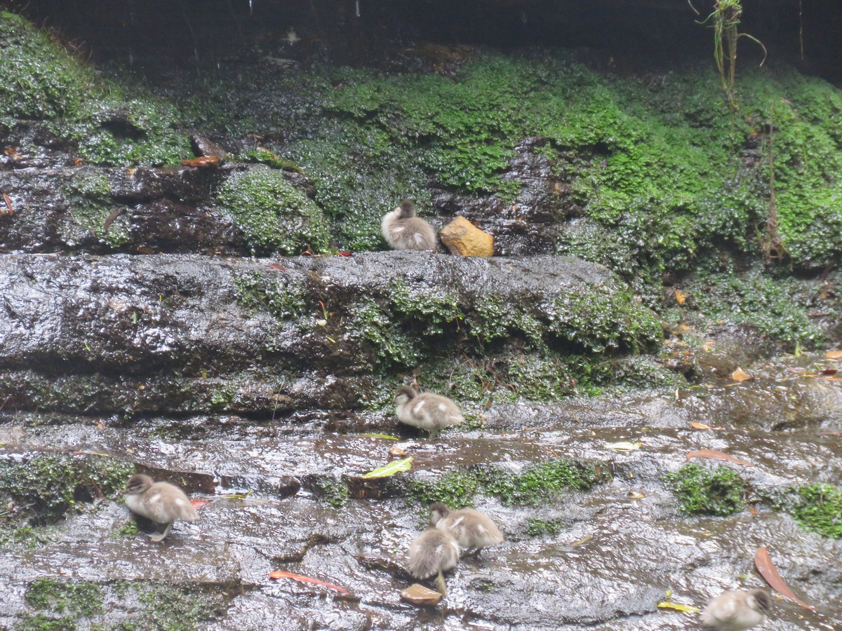 Maned Duck - ML643075125