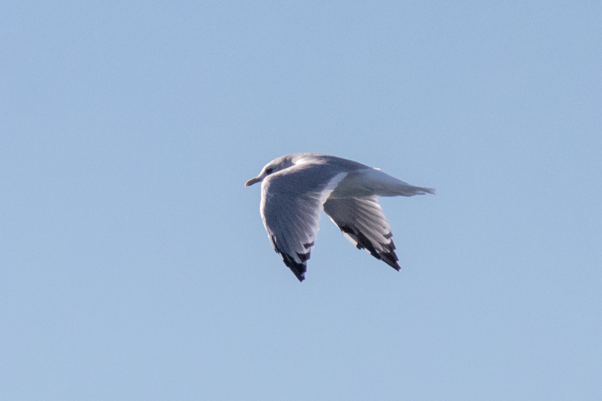 Short-billed Gull - ML643075136