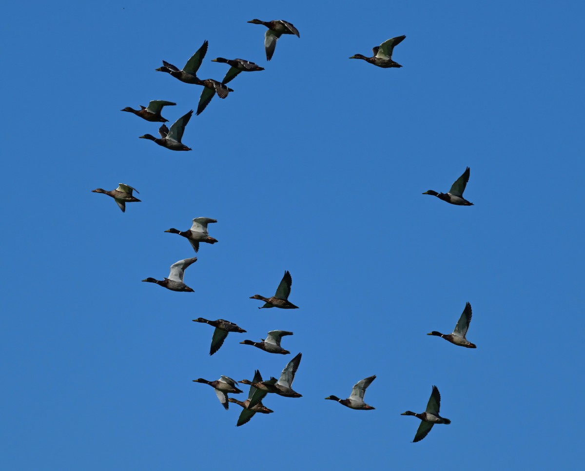 Зэрлэг нугас - ML643075154