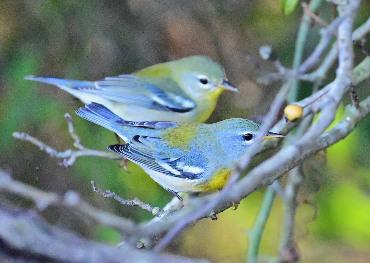 Northern Parula - ML643075160