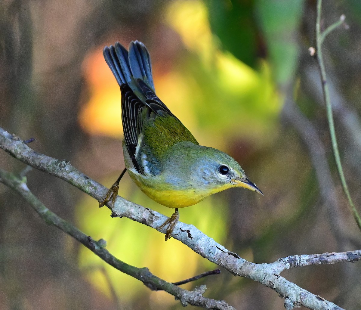 Northern Parula - ML643075161