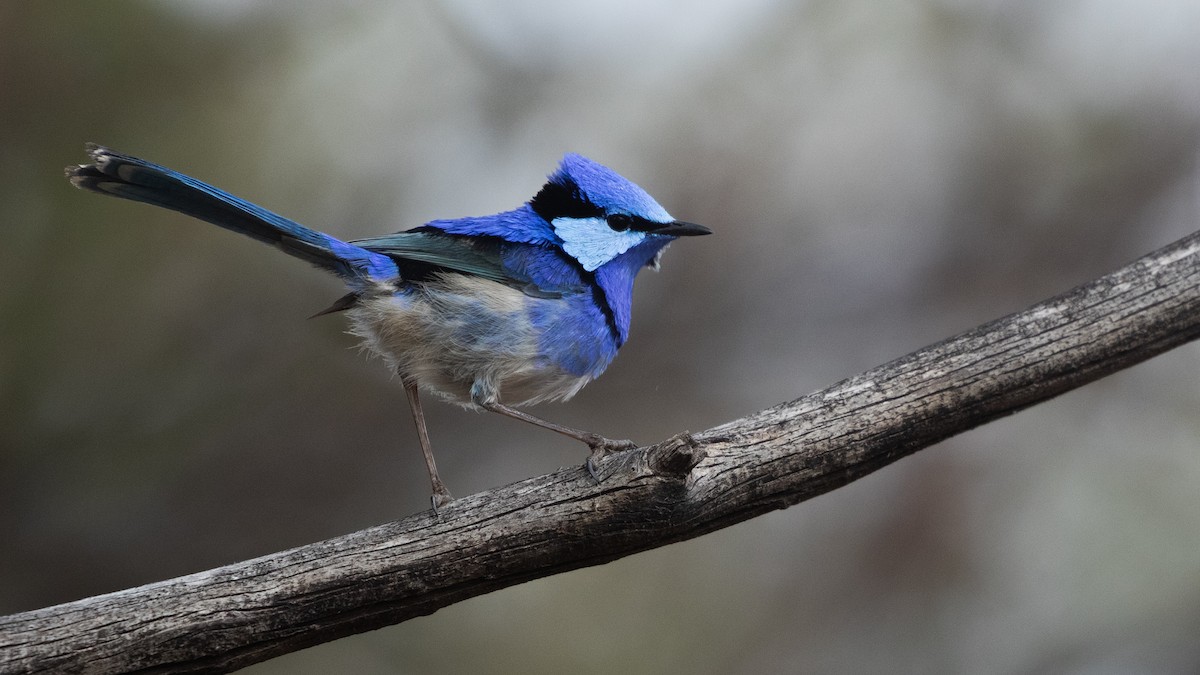 Splendid Fairywren - ML643075162