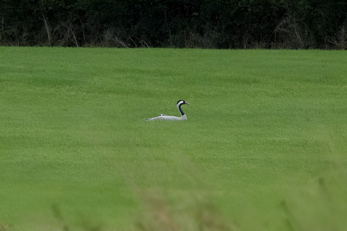 Common Crane - ML643075168