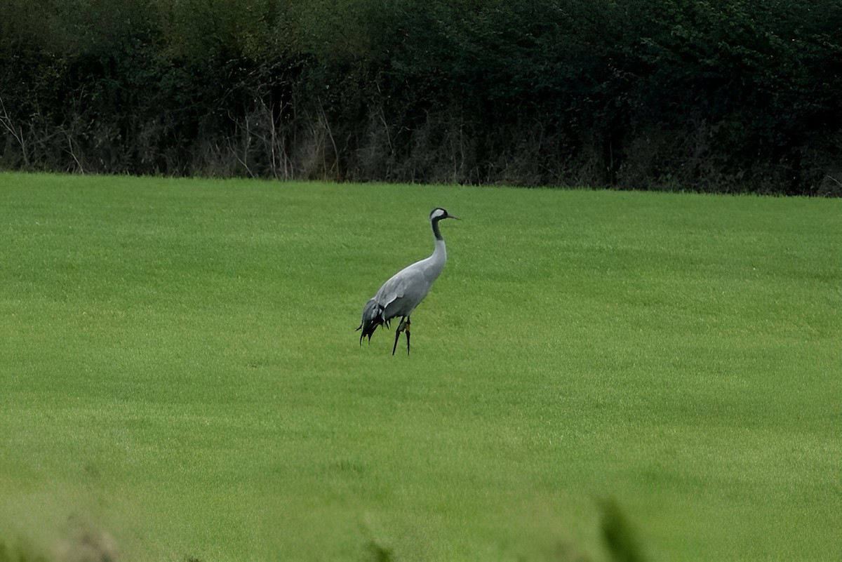 Common Crane - ML643075169