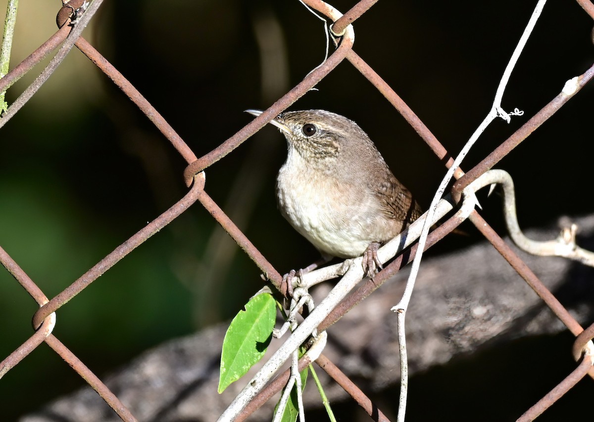 Northern House Wren - ML643075171