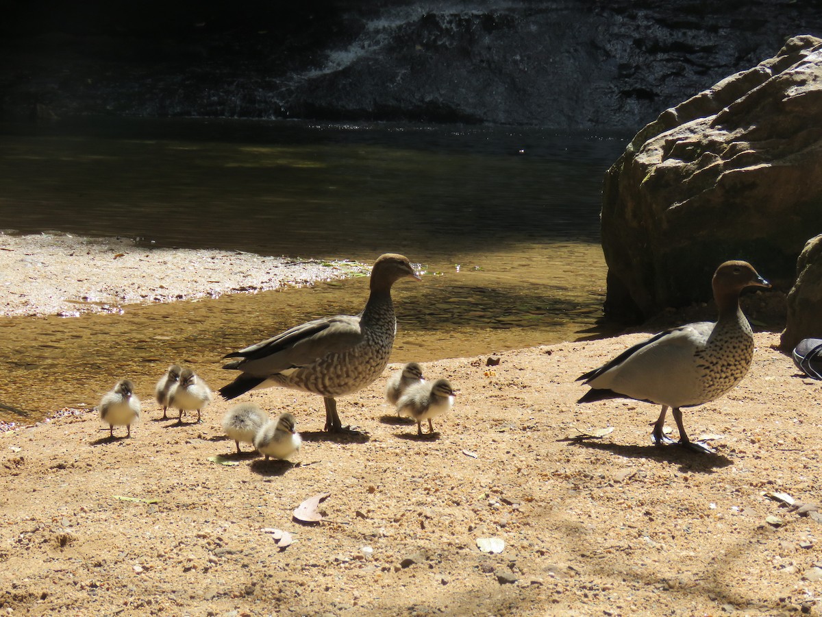 Maned Duck - ML643075172